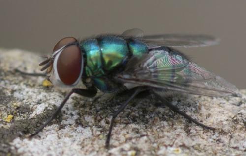 Réf. 39 539 : Chrysomya albiceps