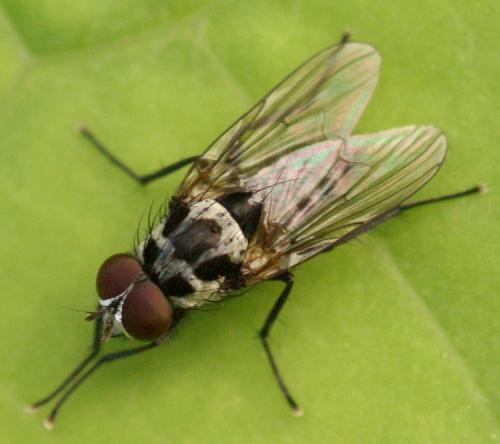 Réf. 39 516 : Anthomyia sp.