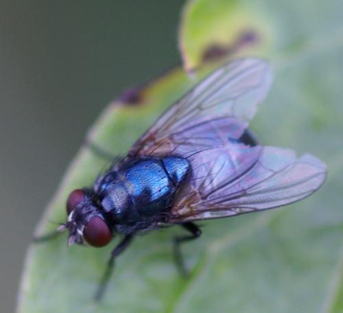 Réf. 39 598 : Eudasyphora cyanicolor