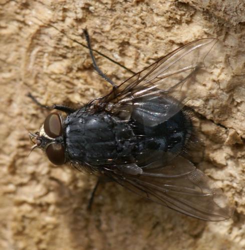 Réf. 39 629 : Calliphora vicina