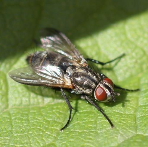 Stevenia sp.