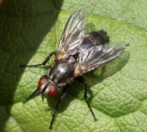 Réf. 39 600 : Stevenia sp.