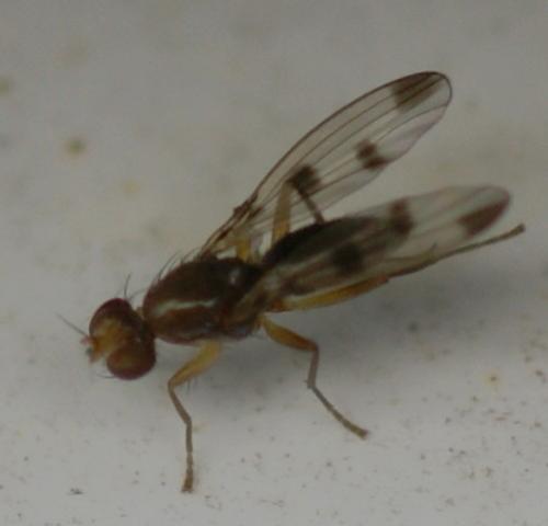 Geomyza tripunctata