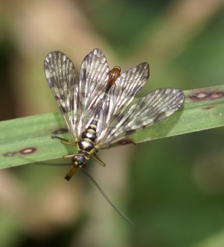 Panorpa vulgaris