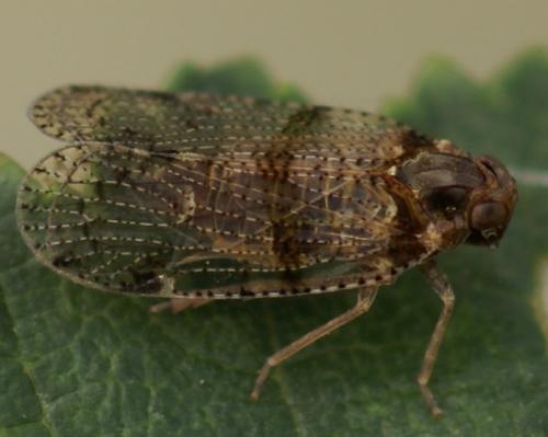 Réf. 39 642 : Cixius sp.