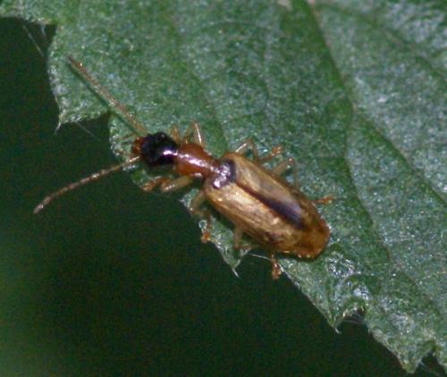 Demetrias atricapillus