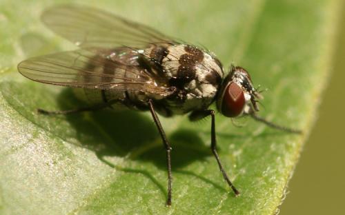 Réf. 39 515 : Limnophora obsignata