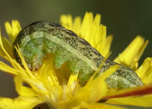 Hecatera bicolorata