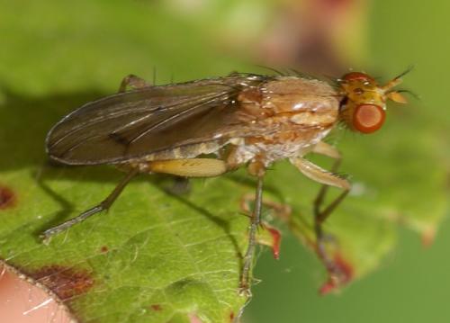 Tetanocera sp.