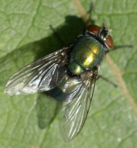 Réf. 39 167 : Lucilia ampullacea