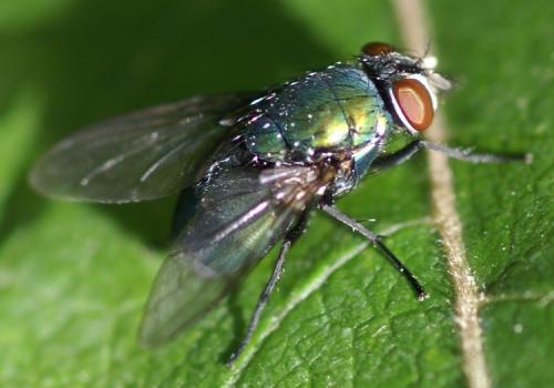 Réf. 39 166 : Lucilia ampullacea