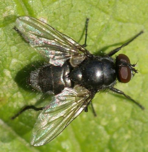 Réf. 39 328 : Morellia aenescens