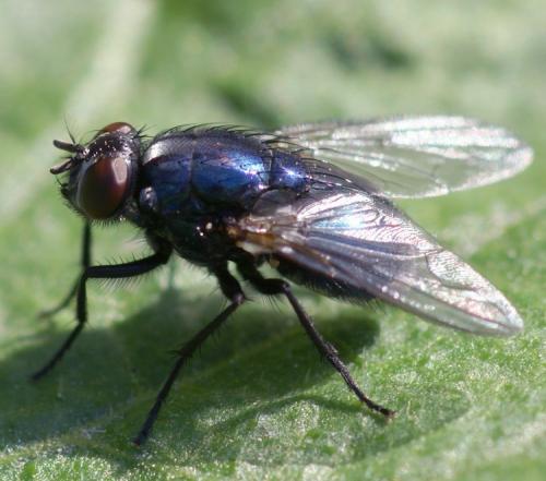 Réf. 39 856 : Eudasyphora cyanicolor
