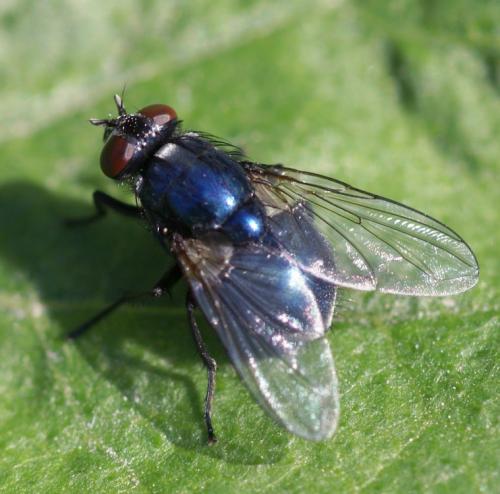Réf. 39 857 : Eudasyphora cyanicolor