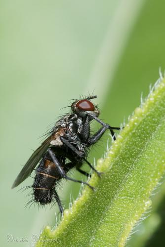 Stevenia sp.