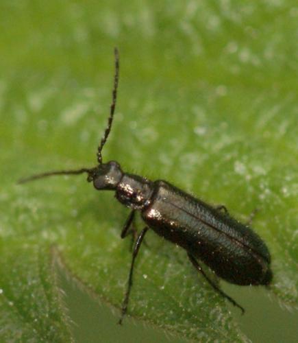 Dasytes caeruleus