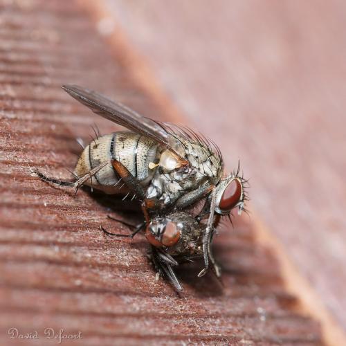 Réf. 39 403 : Coenosia tigrina