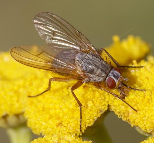 Helina impuncta