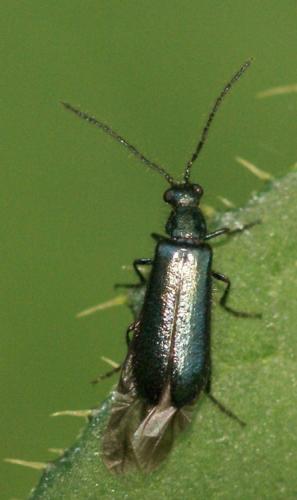Réf. 39 383 : Dasytes caeruleus