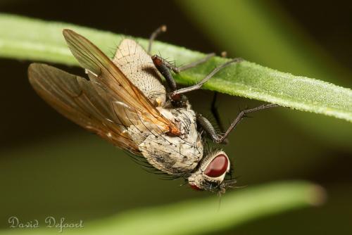 Helina sp.