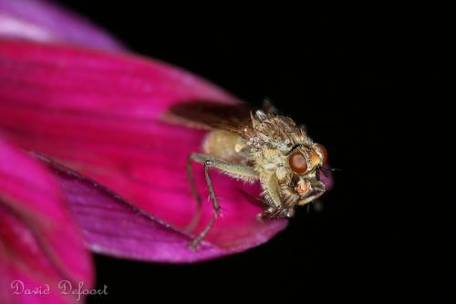 Scathophaga stercoraria