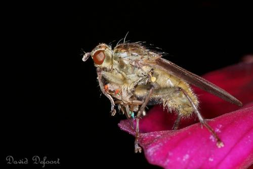 Scathophaga stercoraria