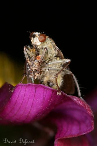Scathophaga stercoraria