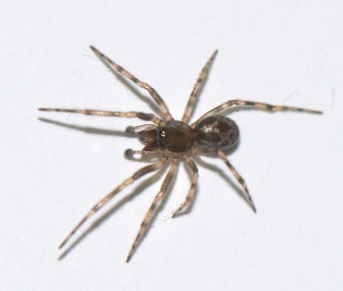 Enoplognatha mandibularis