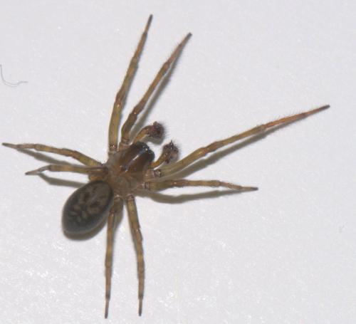 Réf. 39 839 : Amaurobius ferox