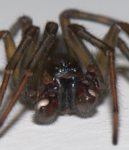Amaurobius ferox