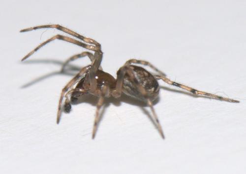 Enoplognatha mandibularis
