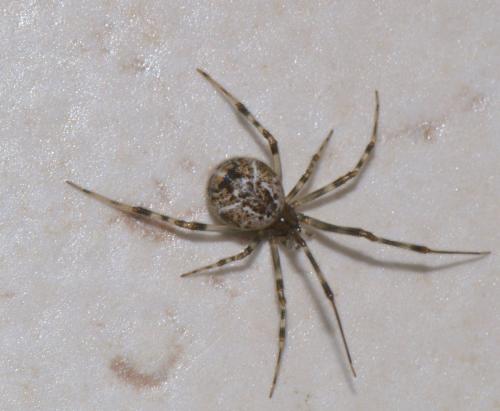 Réf. 39 380 : Parasteatoda tepidariorum