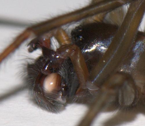 Amaurobius ferox