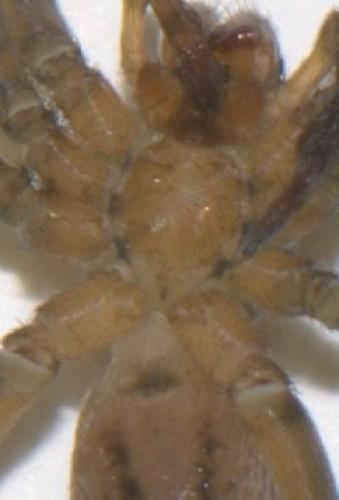Pirata sp.