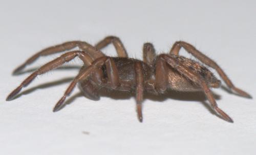 Réf. 39 790 : Haplodrassus sp.