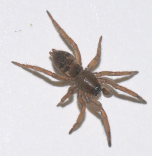 Réf. 39 788 : Haplodrassus sp.