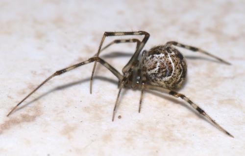 Parasteatoda tepidariorum