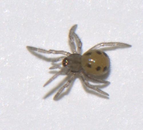 Enoplognatha sp.