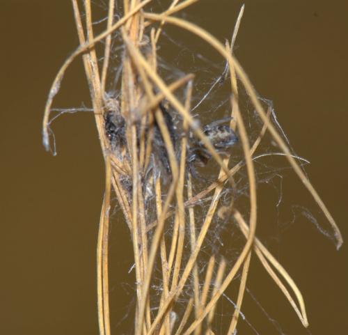 Réf. 39 128 : Dictyna arundinacea