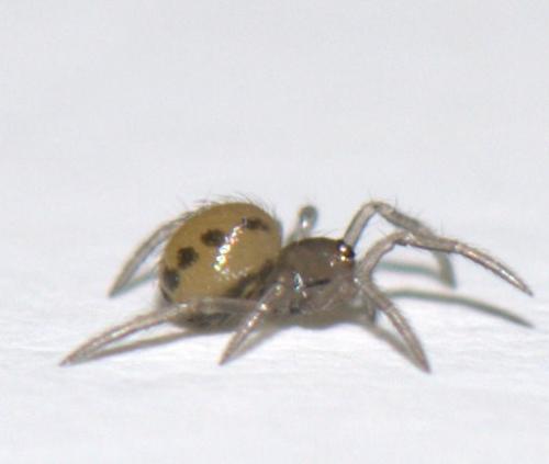 Enoplognatha sp.