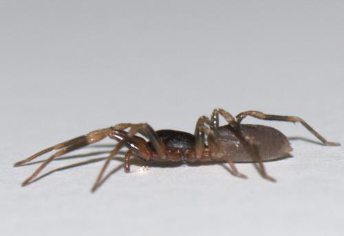 Harpactea hombergi