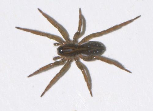 Pirata sp.