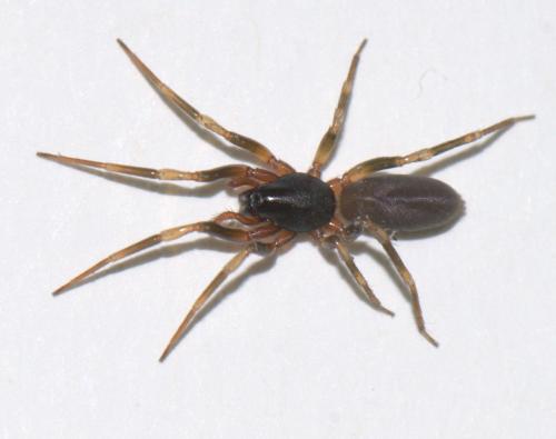 Harpactea hombergi