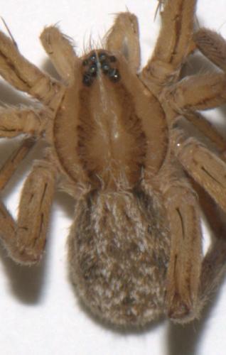 Zora spinimana
