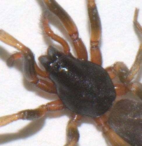Harpactea hombergi