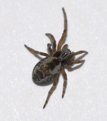 Dictyna arundinacea