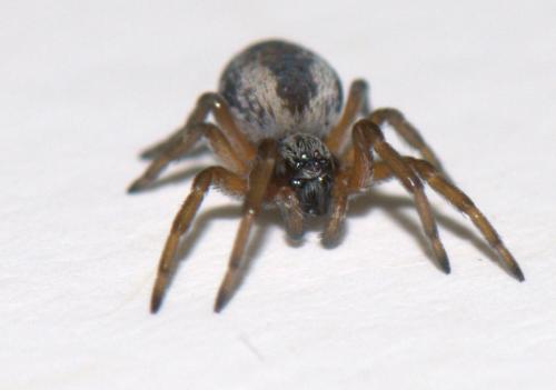 Dictyna arundinacea