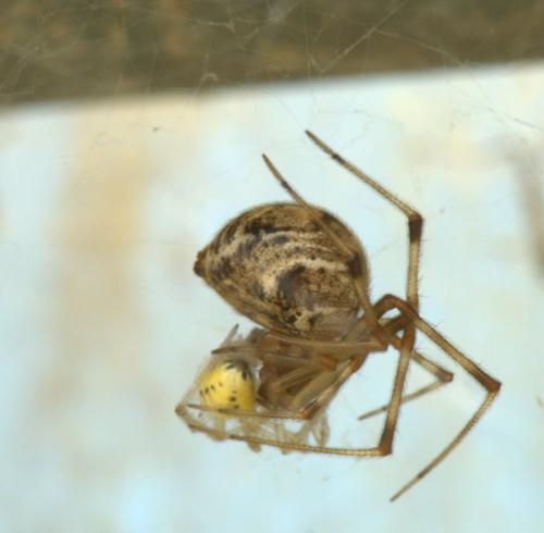 Parasteatoda tepidariorum