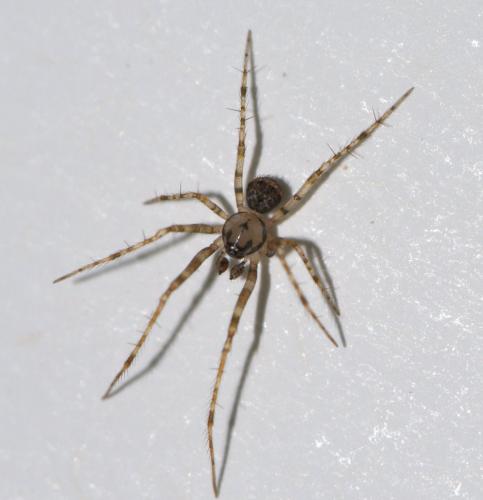 Réf. 39 028 : Ero cambridgei