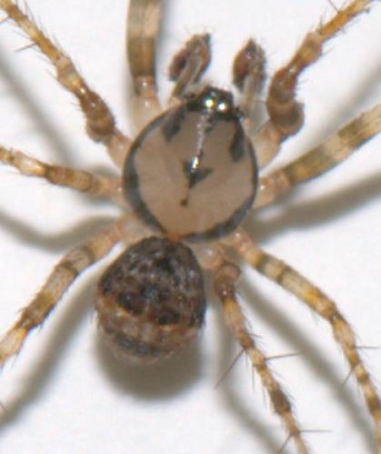 Réf. 39 029 : Ero cambridgei